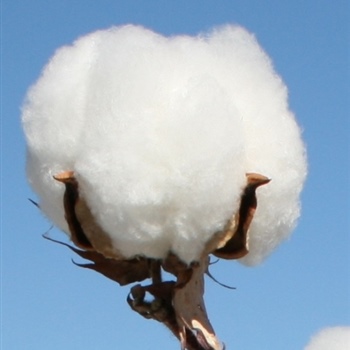 001-Cotton-Bole