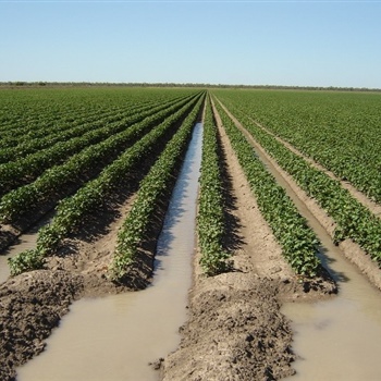 Irrigating-Cotton