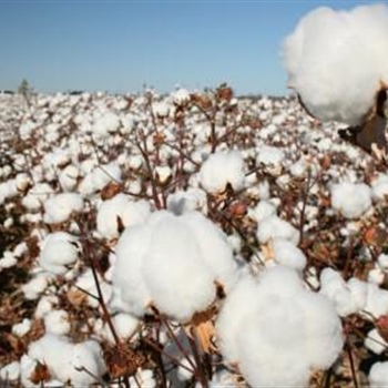 06-Cotton-