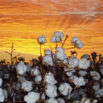 06a-Sunset-cotton-plants