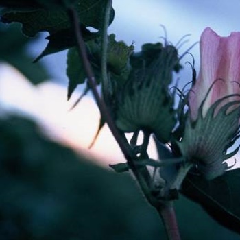 09-pink-cotton-flower