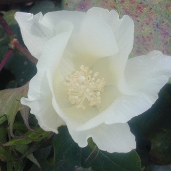 09a-White-Cotton-Flower