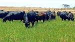 Lakeside living meets grazing potential on Point Sturt peninsula